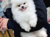 Pomeryan Teddy Tcup Mıcro Booo Yavrular