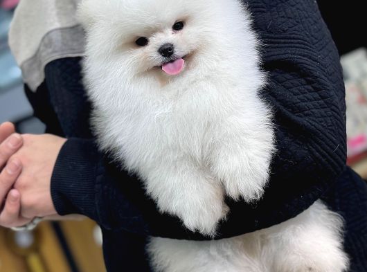 Pomeryan Teddy Tcup Mıcro Booo Yavrular görsel
