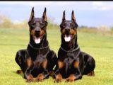 Üst Kalıte King Dobermna Yavrularımız