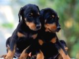 Üst Kalıte King Dobermna Yavrularımız