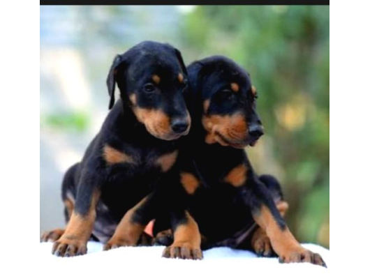 Üst Kalıte King Dobermna Yavrularımız görsel