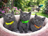 Safkan british shorthair Blue yavrular