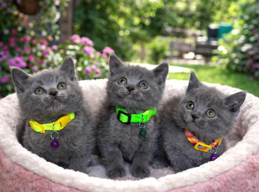 Safkan British Shorthair Blue Yavrular
