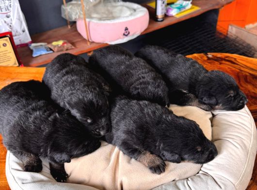 Burkemden Korumacı Sadık Dost Alman Çoban Yavrularımız görsel