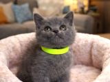 Safkan British Shorthair Blue Yavrular