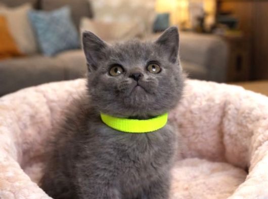 Safkan British Shorthair Blue Yavrular görsel