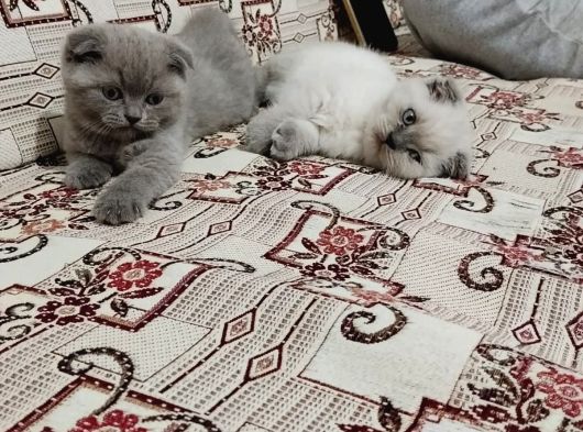A Kalite Wc Eğitimli görsel
