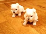 Kar Beyazı Maltese Terrier Bebeklerimiz