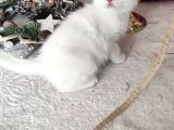 Kar Beyaz Scottish Fold