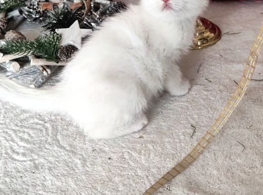 Kar Beyaz Scottish Fold görsel