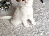 Kar beyaz scottish fold