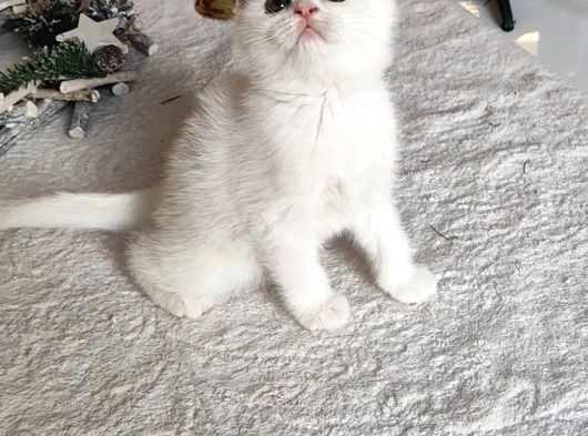 Kar Beyaz Scottish Fold