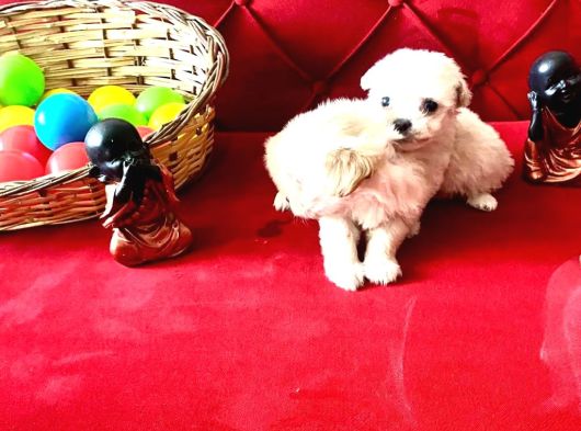 Topaç Gibi Maltese Bebeklerimiz görsel
