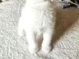 Kar Beyaz Scottish Fold