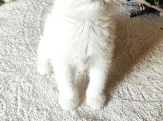 Kar Beyaz Scottish Fold görsel