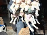 Türki̇yede Tek Albi̇no Doberman