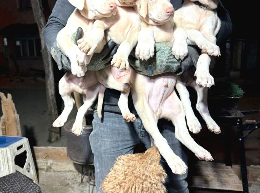 Türki̇yede Tek Albi̇no Doberman görsel