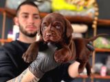 Burkemden A Kalite Kan Labrador Yavrularımız