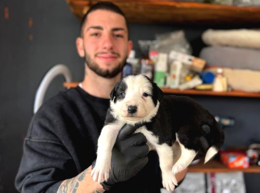 En Akıllı Arkadas Border Collie Yavrularımız görsel