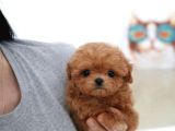 Teacup Poodle Bebeklerimiz