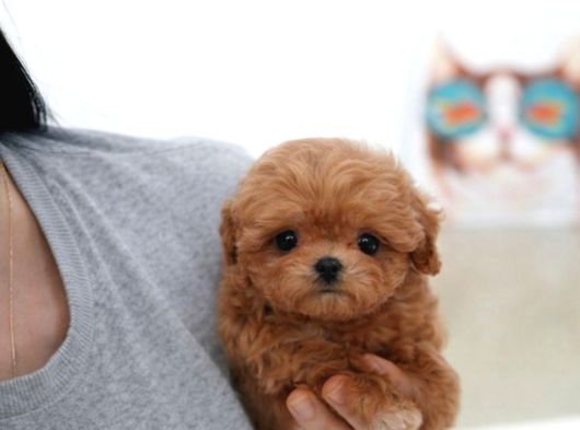 Teacup Poodle Bebeklerimiz