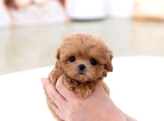 Teacup Poodle Bebeklerimiz görsel