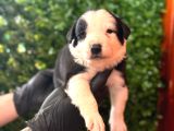 En Akıllı Arkadas Border Collie Yavrularımız