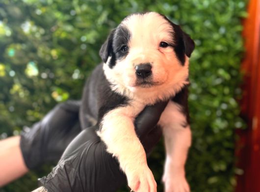 En Akıllı Arkadas Border Collie Yavrularımız görsel