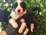 En Akıllı Arkadas Border Collie Yavrularımız
