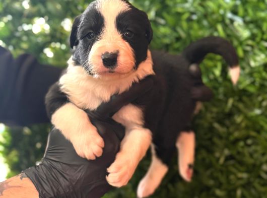 En Akıllı Arkadas Border Collie Yavrularımız görsel
