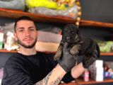 Burkemden Korumacı Sadık Dost Alman Çoban Yavrularımız