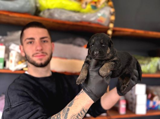Burkemden Korumacı Sadık Dost Alman Çoban Yavrularımız görsel