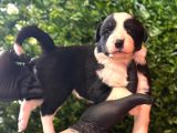 En akıllı arkadas border collie yavrularımız