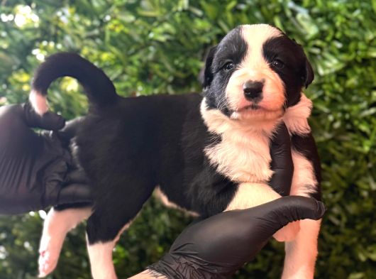 En Akıllı Arkadas Border Collie Yavrularımız