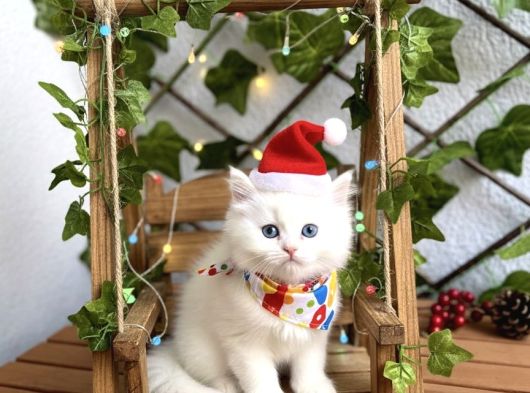 Karbeyazi Boncuklar 2 Erkek Bebeler