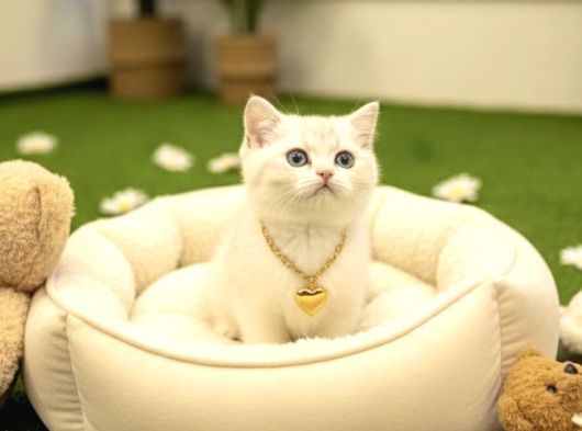 Boncuğum Yakişikli Bri̇ti̇sh Bebek görsel