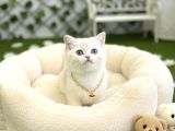 BONCUĞUM YAKIŞIKLI BRİTİSH BEBEK