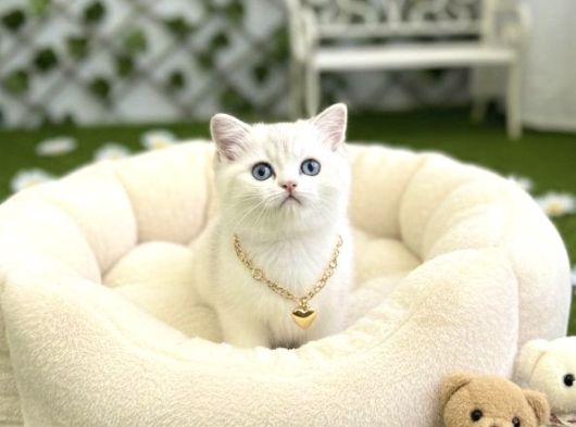 Boncuğum Yakişikli Bri̇ti̇sh Bebek