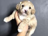 Evinizin neşesi olacak maltipoo yavrularımız