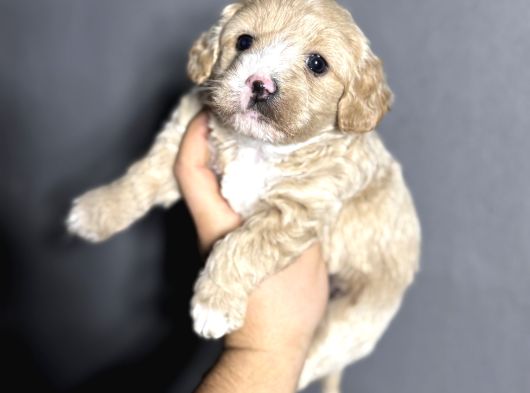 Evinizin Neşesi Olacak Maltipoo Yavrularımız görsel
