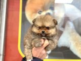 Teacup Kg Garantili Orange Pomeranian Yavrular