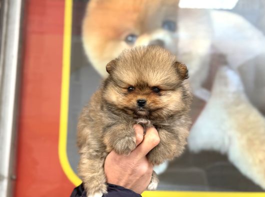Teacup Kg Garantili Pomeranian Yavrularımız görsel