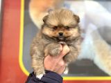 Teacup Kg Garantili Orange Pomeranian Yavrular