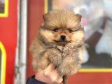 Teacup Kg Garantili Pomeranian Yavrularımız