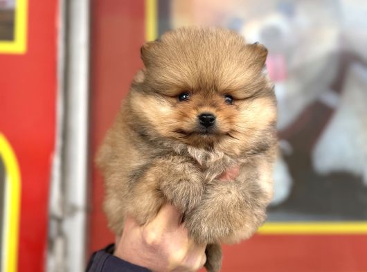 Teacup Kg Garantili Pomeranian Yavrularımız görsel