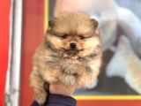 Teacup kg garantili pomeranian yavrularımız