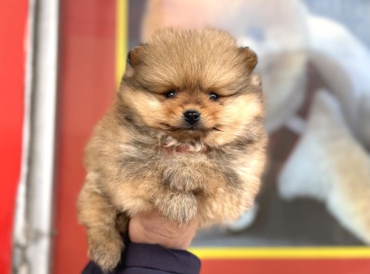 Teacup Kg Garantili Pomeranian Yavrularımız