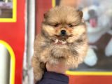 Teacup Kg Garantili Pomeranian Yavrularımız