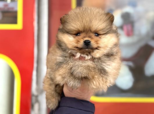 Teacup Kg Garantili Pomeranian Yavrularımız görsel