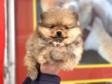 Teacup kg garantili pomeranian yavrular